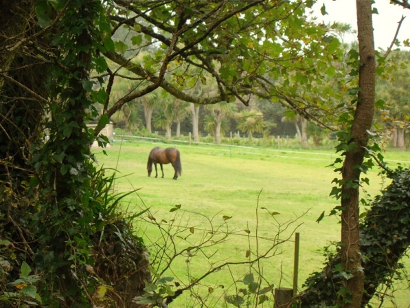 Tresco Abbey Gardens, the Scilly Isles, Cornwall, England