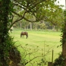 Tresco Abbey Gardens, the Scilly Isles, Cornwall, England