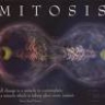 Митоз