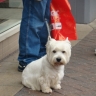 West Highland WhiteTerrier, country&#8217;s favourite pet